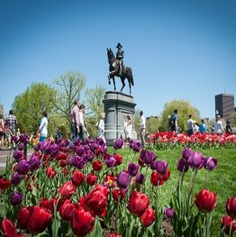 Iconic picture of Boston, MA